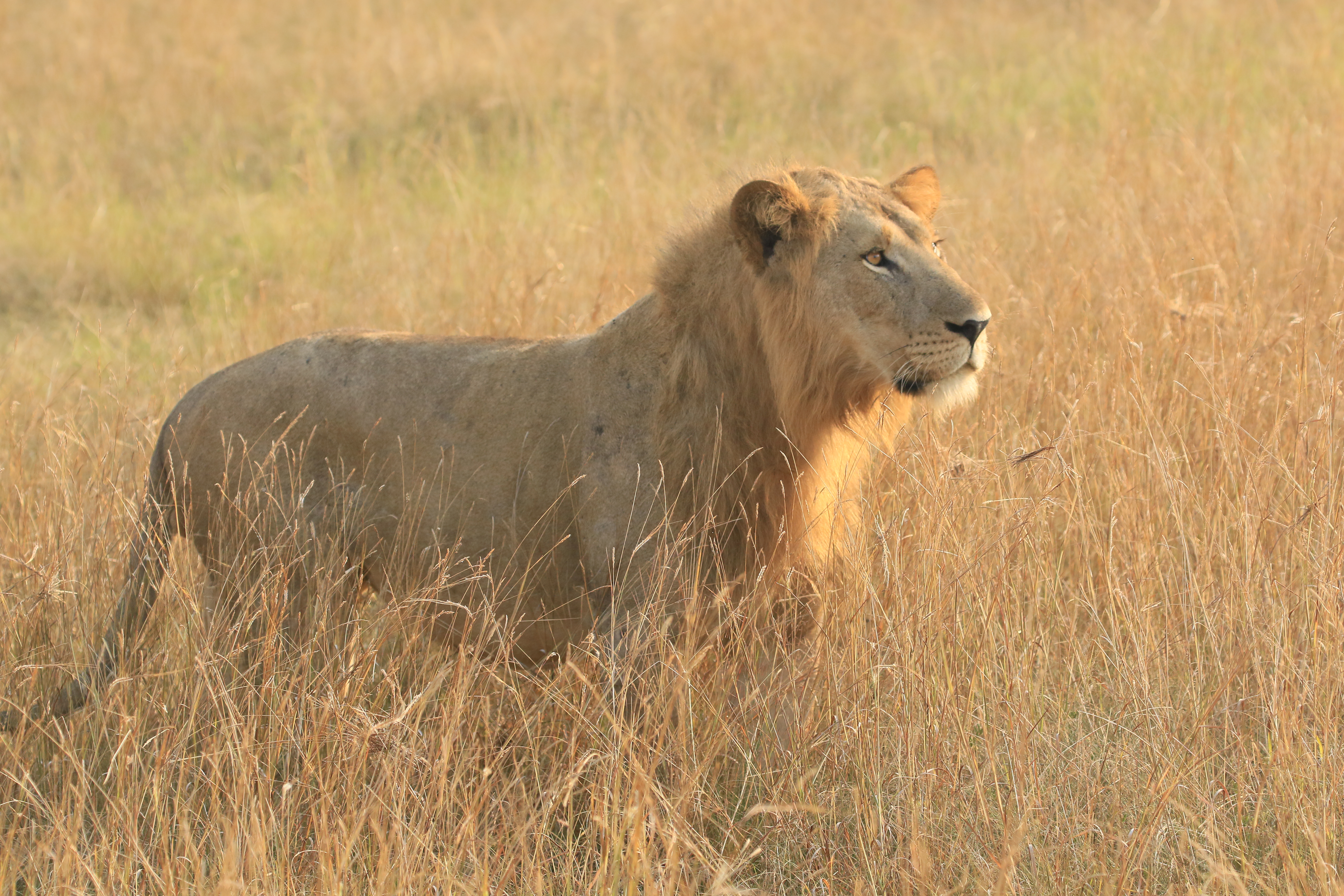 Murchison Falls: Nature's Spectacle