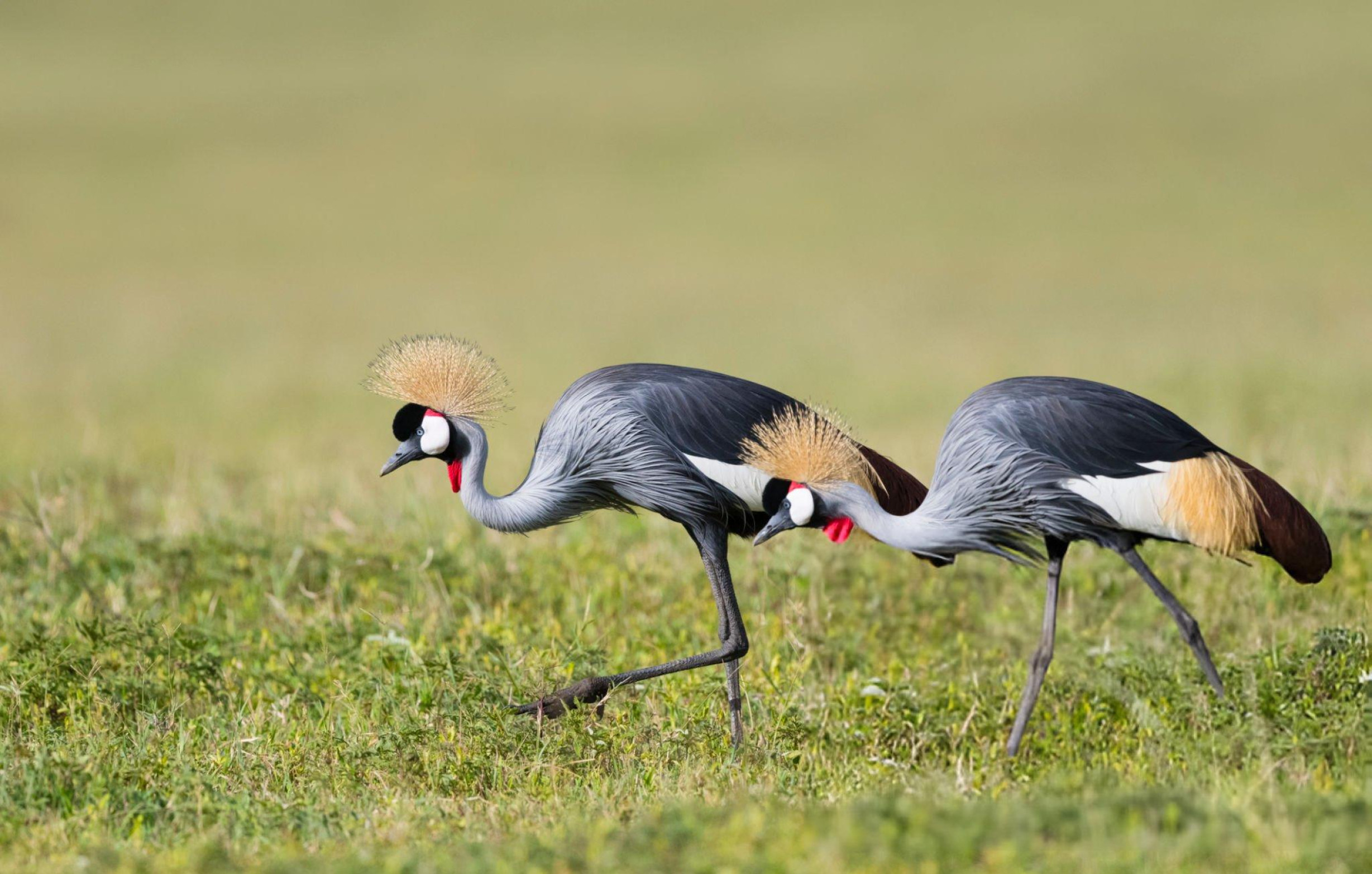 Cultural and Wildlife Safari
