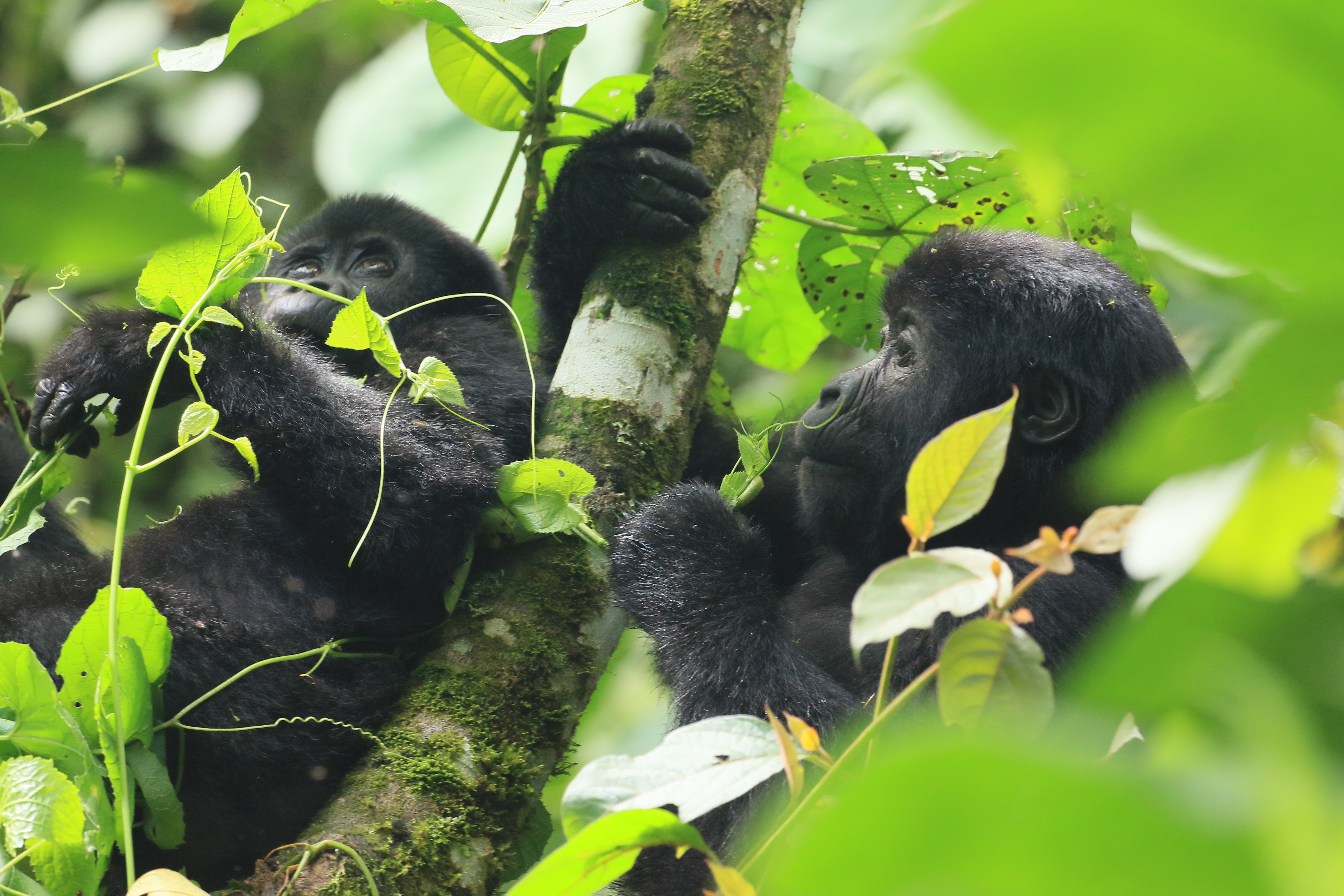 Gorilla Trekking